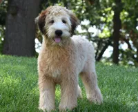 Nemoh, a male Soft Coated Wheaten Terrier for sale in Shipshewana, IN – 1 of 3