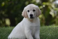 Amor, a male Golden Retriever for sale in Shipshewana, IN – 3 of 4