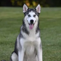 Monroe, a male Siberian Husky for sale in Shipshewana, IN – Photo 2 of 4