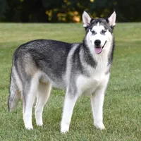 Monroe, a male Siberian Husky for sale in Shipshewana, IN – Photo 1 of 4