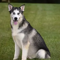Monroe, a male Siberian Husky for sale in Shipshewana, IN – Photo 4 of 4