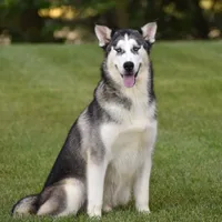 Monroe, a male Siberian Husky for sale in Shipshewana, IN – Photo 3 of 4