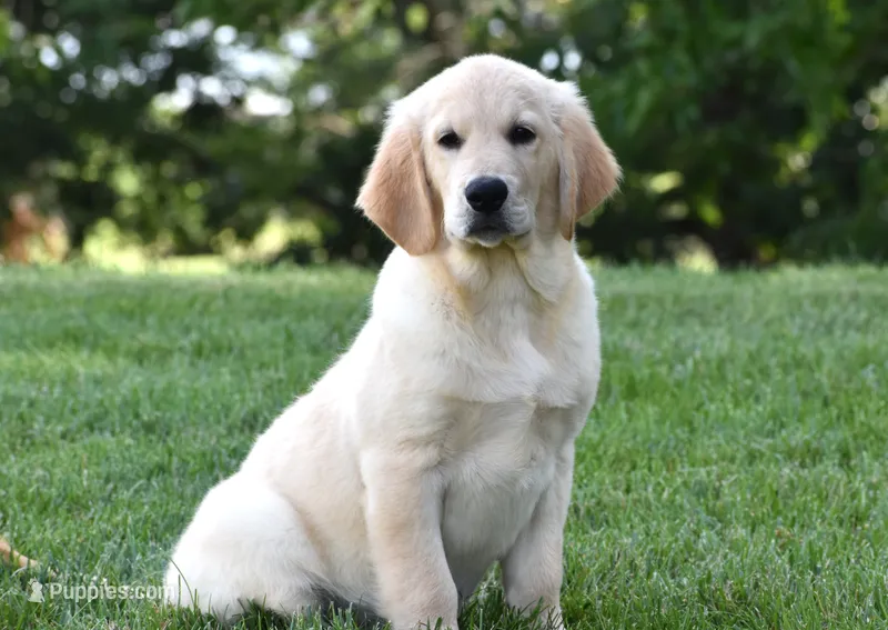 Tuxx – Golden Retriever puppy for sale in Shipshewana, IN