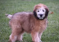 Grey, a male Soft Coated Wheaten Terrier for sale in Shipshewana, IN – 2 of 3