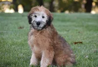 Grey, a male Soft Coated Wheaten Terrier for sale in Shipshewana, IN – 1 of 3