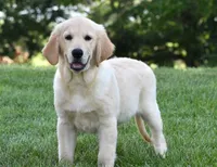 Tuxx, a male Golden Retriever for sale in Shipshewana, IN – 4 of 4