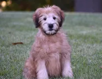 Ghost, a male Soft Coated Wheaten Terrier for sale in Shipshewana, IN – 2 of 4