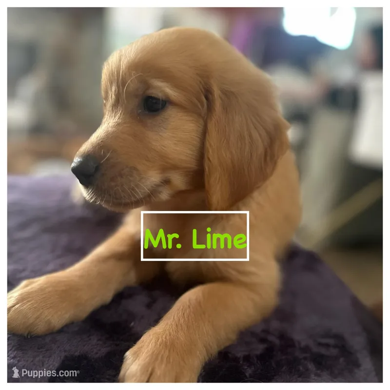 Mr. Lime
