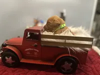 Mr. Lime, a male Golden Retriever for sale in Kissimmee, FL – Photo 6 of 6