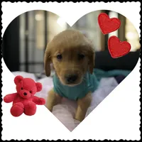 Mr. Lime, a male Golden Retriever for sale in Kissimmee, FL – Photo 1 of 6