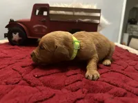 Mr. Lime, a male Golden Retriever for sale in Kissimmee, FL – Photo 5 of 6