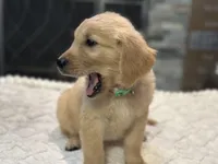 Mr. Green, a male Golden Retriever for sale in Kissimmee, FL – Photo 3 of 6