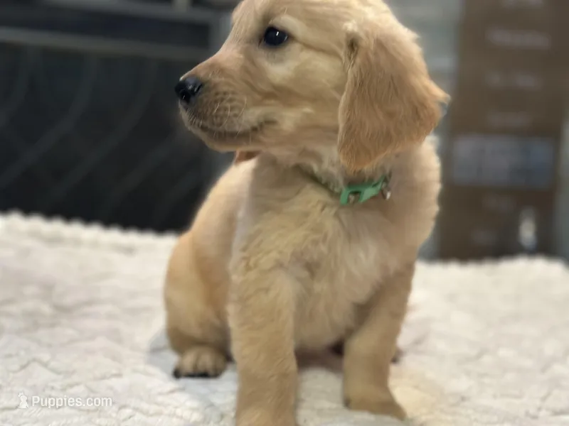 Mr. Green, a male Golden Retriever for sale in Kissimmee, FL – Photo 1 of 6