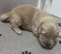 Mr. Green, a male Golden Retriever for sale in Kissimmee, FL – Photo 4 of 6