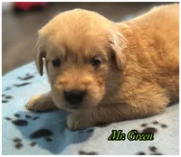 Mr. Green, a male Golden Retriever for sale in Kissimmee, FL – Photo 6 of 6