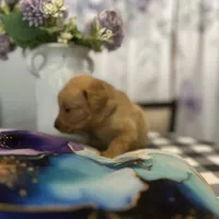 Mr. Gray, a male Golden Retriever for sale in Kissimmee, FL – Photo 6 of 7