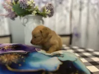 Mr. Gray, a male Golden Retriever for sale in Kissimmee, FL – Photo 3 of 4