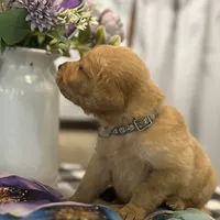 Mr. Gray, a male Golden Retriever for sale in Kissimmee, FL – Photo 7 of 7