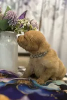 Mr. Gray, a male Golden Retriever for sale in Kissimmee, FL – Photo 2 of 4