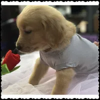 Mr. Gray, a male Golden Retriever for sale in Kissimmee, FL – Photo 1 of 4