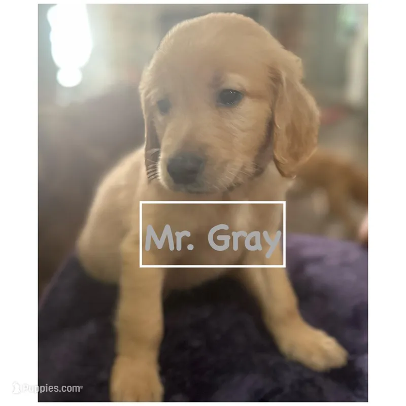 Mr. Gray