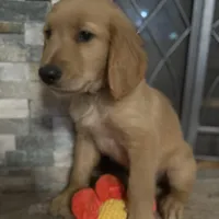 Mr. Gray, a male Golden Retriever for sale in Kissimmee, FL – Photo 1 of 7