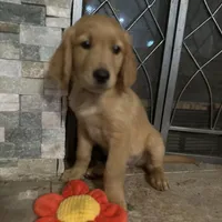 Mr. Gray, a male Golden Retriever for sale in Kissimmee, FL – Photo 4 of 7