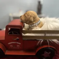 Mr. Gray, a male Golden Retriever for sale in Kissimmee, FL – Photo 5 of 7