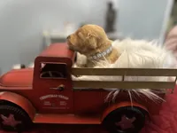 Mr. Gray, a male Golden Retriever for sale in Kissimmee, FL – Photo 4 of 4