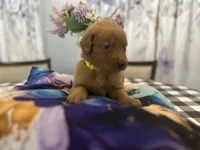 Ms. Yellow, a female Golden Retriever for sale in Kissimmee, FL – Photo 2 of 5