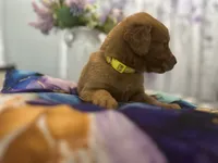 Ms. Yellow, a female Golden Retriever for sale in Kissimmee, FL – Photo 4 of 5