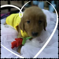 Ms. Yellow, a female Golden Retriever for sale in Kissimmee, FL – Photo 1 of 5