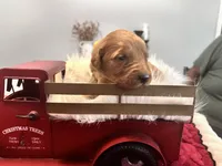 Ms. Yellow, a female Golden Retriever for sale in Kissimmee, FL – Photo 5 of 5