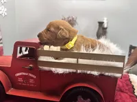 Ms. Yellow, a female Golden Retriever for sale in Kissimmee, FL – Photo 3 of 5