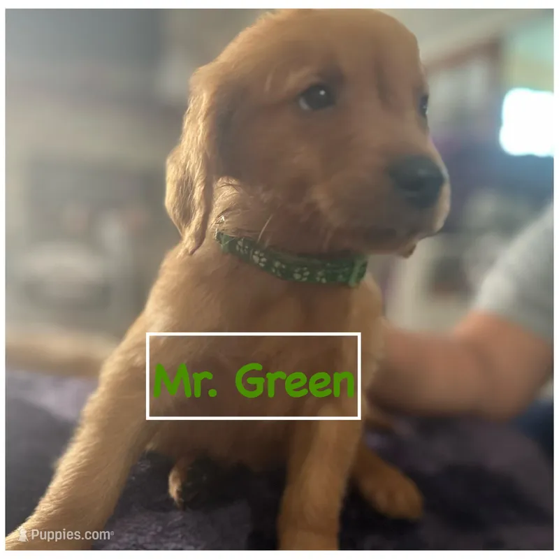 Mr. Green