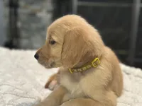 Ms. Yellow, a female Golden Retriever for sale in Kissimmee, FL – Photo 8 of 8