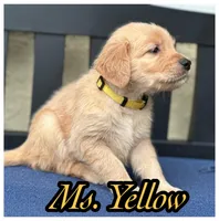 Ms. Yellow, a female Golden Retriever for sale in Kissimmee, FL – Photo 4 of 8