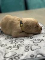 Ms. Yellow, a female Golden Retriever for sale in Kissimmee, FL – Photo 5 of 8