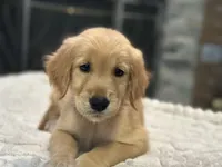 Ms. Yellow, a female Golden Retriever for sale in Kissimmee, FL – Photo 3 of 8