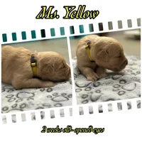 Ms. Yellow, a female Golden Retriever for sale in Kissimmee, FL – Photo 7 of 8