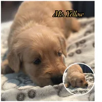 Ms. Yellow, a female Golden Retriever for sale in Kissimmee, FL – Photo 2 of 8