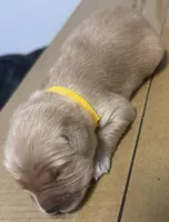 Ms. Yellow, a female Golden Retriever for sale in Kissimmee, FL – Photo 6 of 8