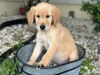 Ms. Yellow, a female Golden Retriever for sale in Kissimmee, FL – Photo 1 of 8