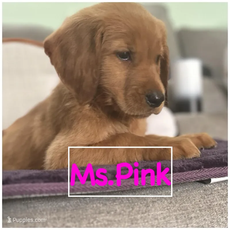 Ms. Pink