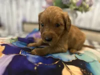 Ms. Pink, a female Golden Retriever for sale in Kissimmee, FL – Photo 2 of 5