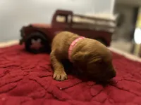 Ms. Pink, a female Golden Retriever for sale in Kissimmee, FL – Photo 5 of 5