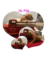 Ms. Pink, a female Golden Retriever for sale in Kissimmee, FL – Photo 4 of 5