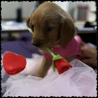 Ms. Pink, a female Golden Retriever for sale in Kissimmee, FL – Photo 1 of 5