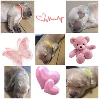 Sandy’s puppies, a female Golden Retriever for sale in Kissimmee, FL – Photo 2 of 2