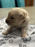 Mr. Red, a male Golden Retriever for sale in Kissimmee, FL – Photo 4 of 6